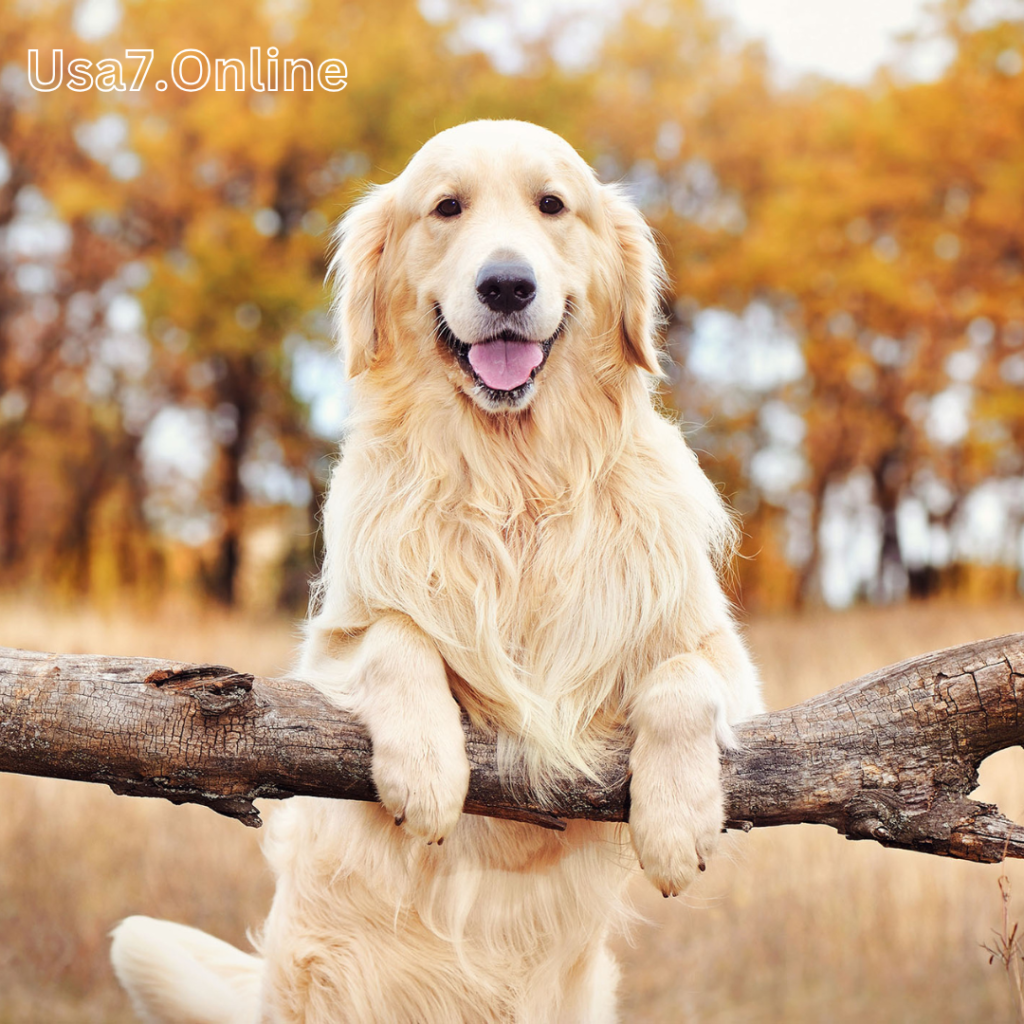 Golden Retriever Review