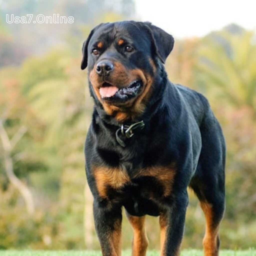 Rottweiler Review