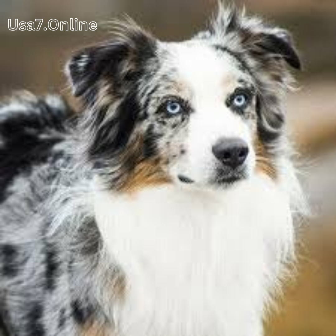 Australian Shepherd Review