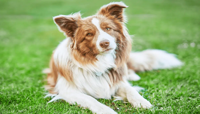 Border Collie review