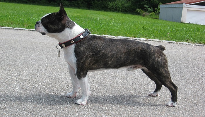 Boston Terrier Review