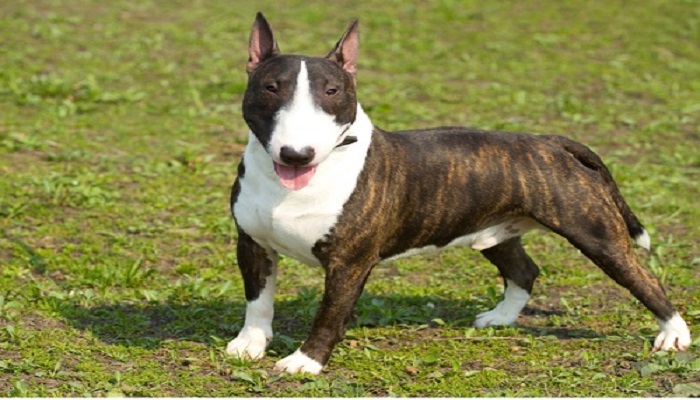 Bull Terrier Review