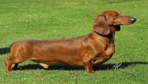 Dachshund Review