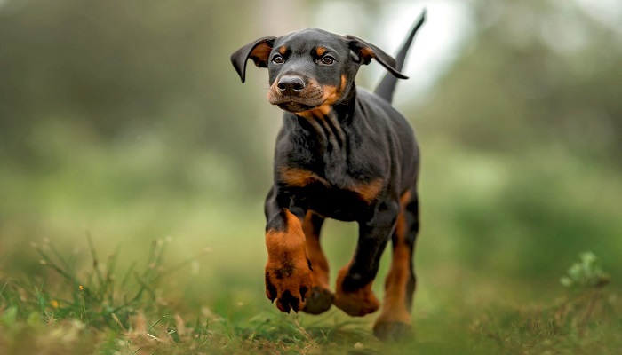 Doberman Pinscher Review