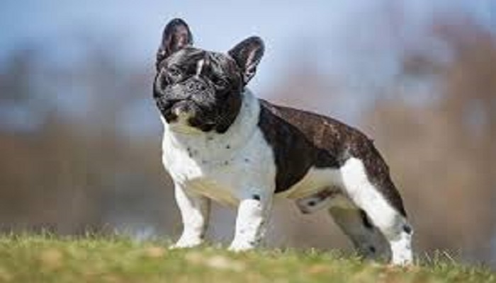 French Bulldog Review