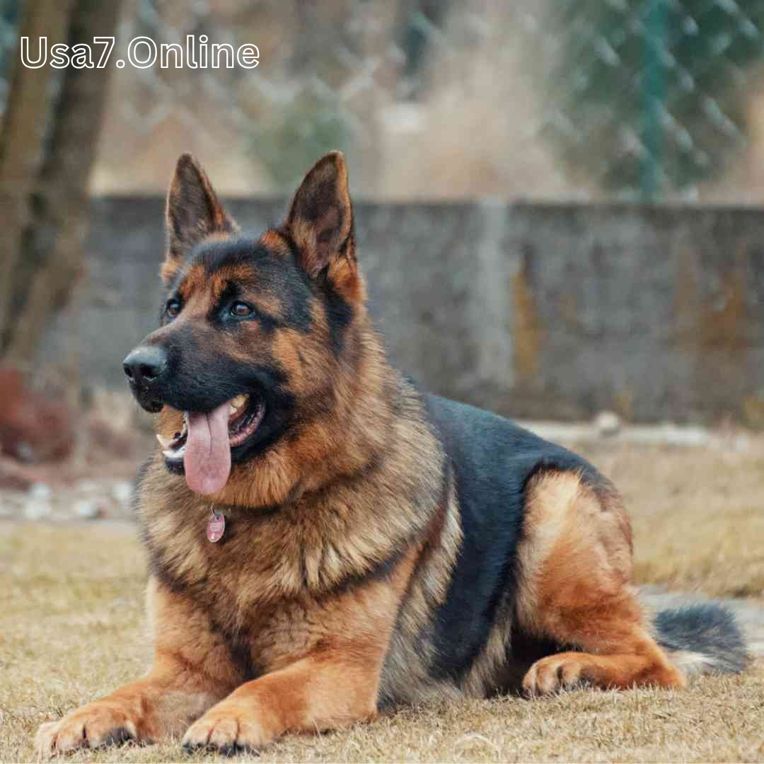 German Shepherd