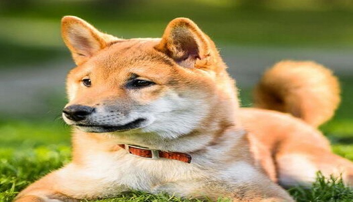 Shiba Inu Review