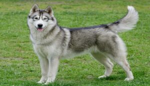 Siberian Husky Review