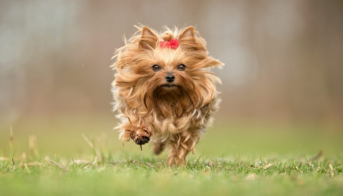 Yorkshire Terrier Review