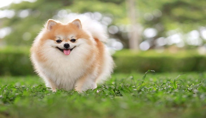 pomeranian Review